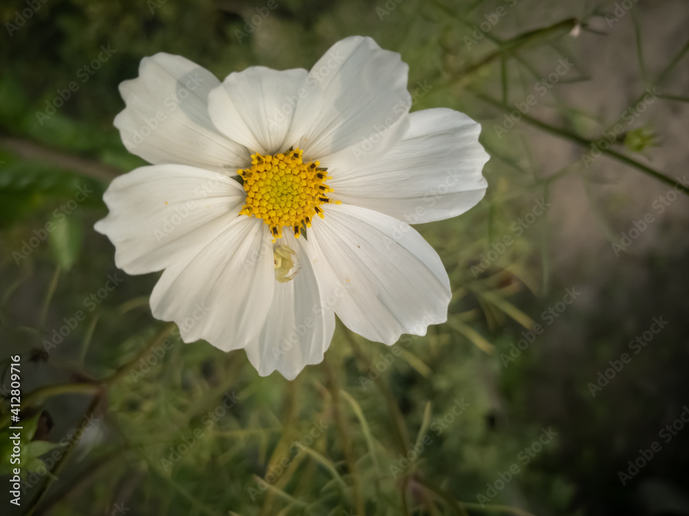 beautiful white cosmos flower in a flower garden beautiful white cosmos flower in a flower garden