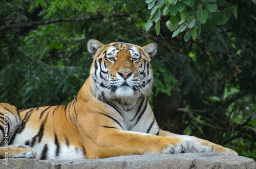 Entspannter Tiger