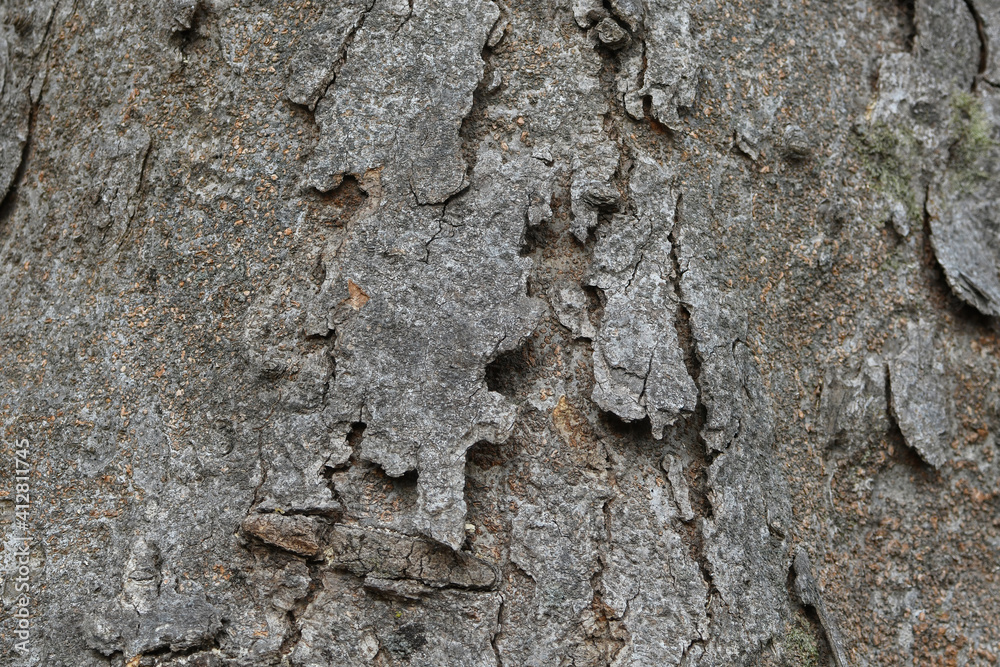 zelkova bark texture natural background zelkova bark texture natural background