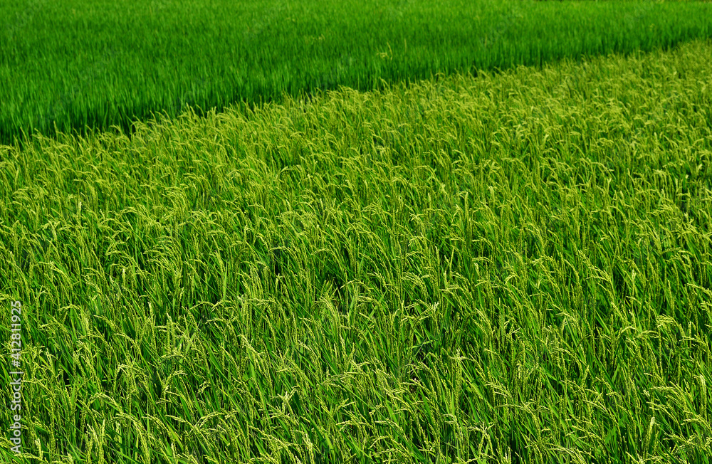 Fototapeta premium 田んぼ