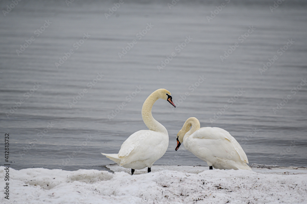Couple white of swans rested on the frozen sea shore in winter. Couple white of swans rested on the frozen sea shore in winter.