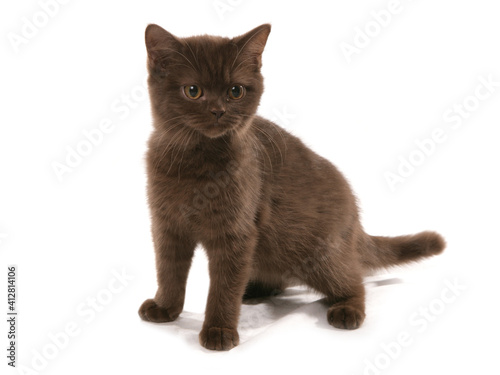 Canvas-taulu Selkirk Rex Cinnamon Cat