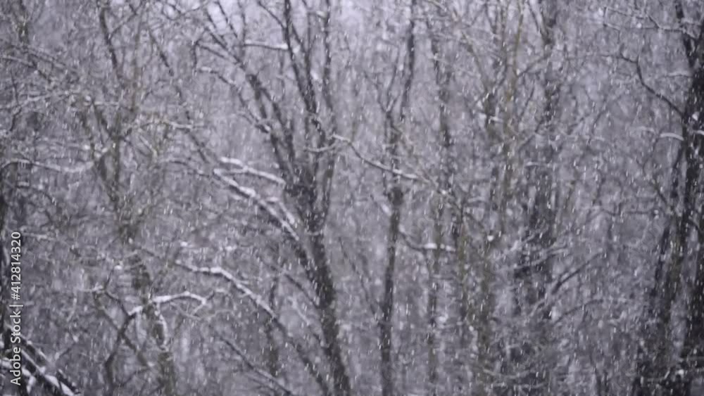 Heavy snow in the day. branches of trees full of snow. winter season in the forest. cold temperature outside Heavy snow in the day. branches of trees full of snow. winter season in the forest. cold temperature outside