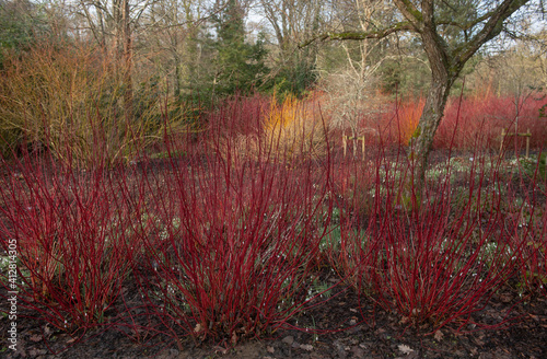 Bright Red Winter Stems on a Deciduous Siberian Dogwood Shrub (Cornus alba 'Sibirica') Surrounded by Snowdrops in a Woodland Garden in Rural Devon, England, UK