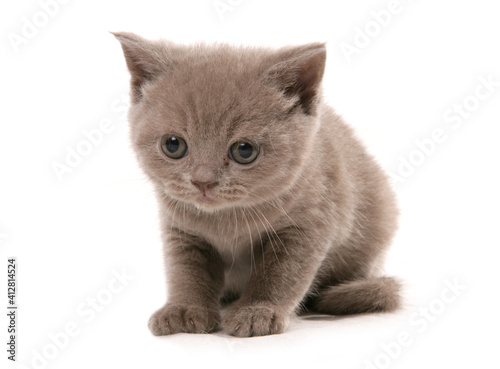 Fotografie Selkirk Rex Kitten