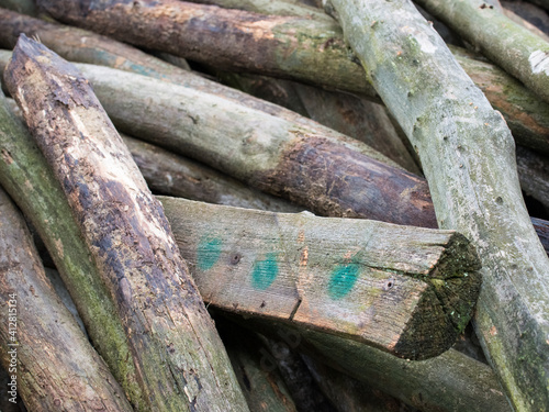 woodenlogs from an abondonend vineyard photo