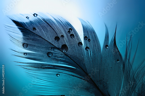 Photo Silhouette of  black bird feather with water drops on a blue turquoise background with beautiful lighting