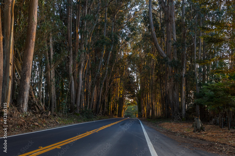 Fototapeta premium Road through eucalyptus grove in California