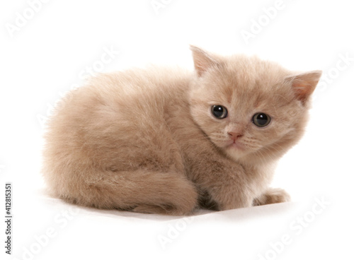 Konstfotografi Selkirk Rex Kitten