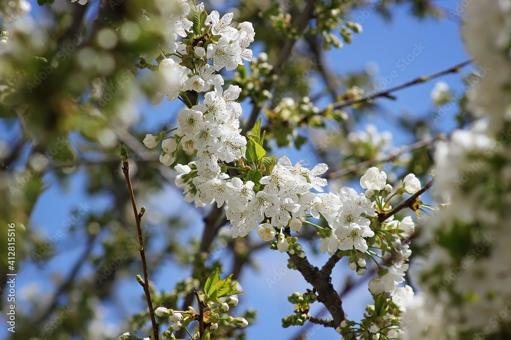 Cherry branch with white flowers. Blossom sakura in garden. Nature backdrop. Spring flowers. Springtime. Cherry branch with white flowers. Blossom sakura in garden. Nature backdrop. Spring flowers. Springtime.