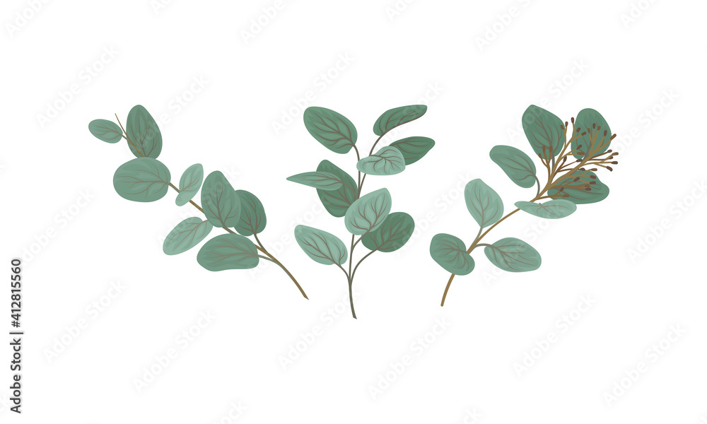 Evergreen Eucalyptus Branch with Waxy Glaucous Leaves Vector Set