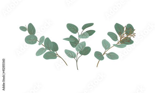Evergreen Eucalyptus Branch with Waxy Glaucous Leaves Vector Set