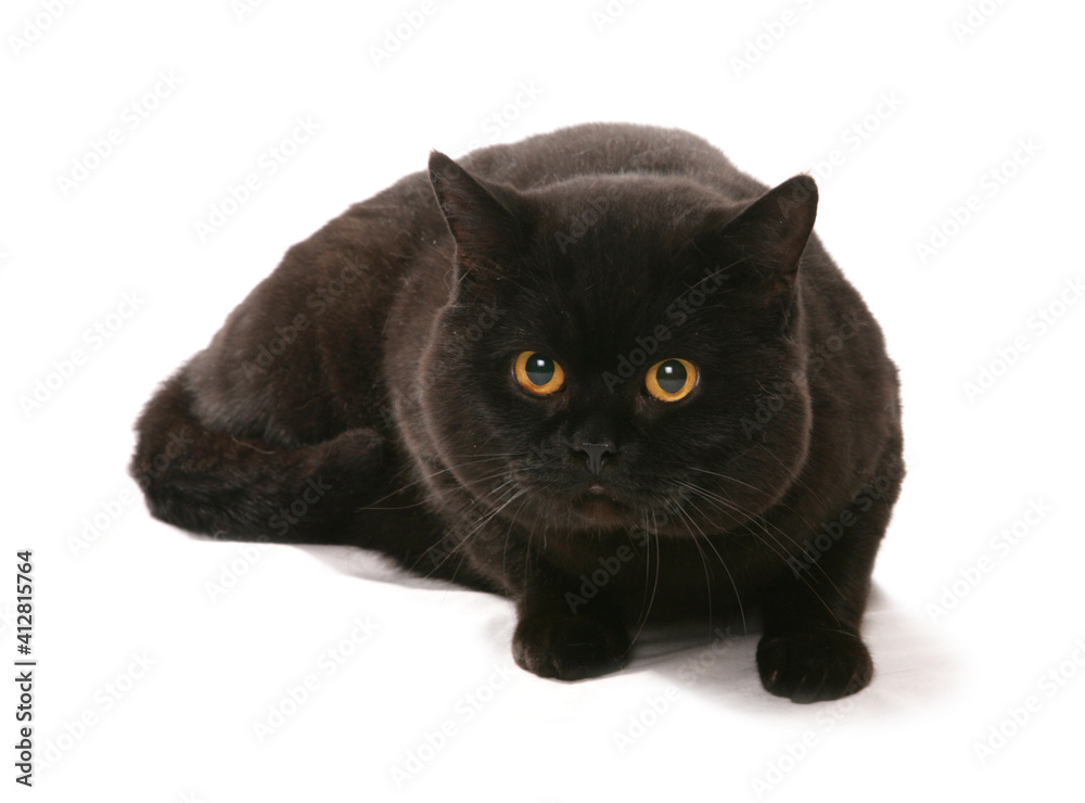 Black British Shorthair Cat