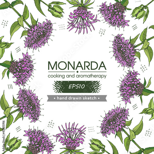 Background filled with Monarda , Bergamot. Detailed hand-drawn sketches, vector botanical illustration. photo