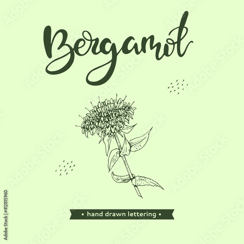 Monarda , Bergamot and lettering Bergamot Detailed hand-drawn sketches, vector botanical illustration.
