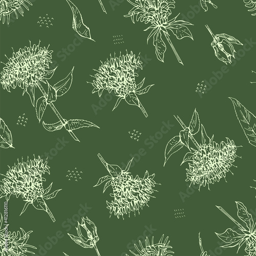 Seamless Pattern with Monarda , Bergamot. Detailed hand-drawn sketches, vector botanical illustration.