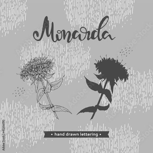Monarda or Bergamot and lettering Monarda Detailed hand-drawn sketches, vector botanical illustration.