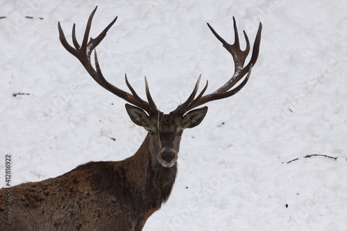 Powerful adult red deer in winter meadow. Detail