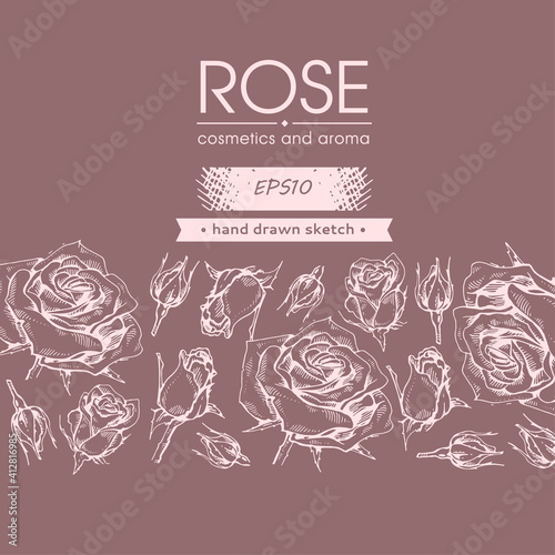 Background with Roses. Detailed hand-drawn sketches, vector