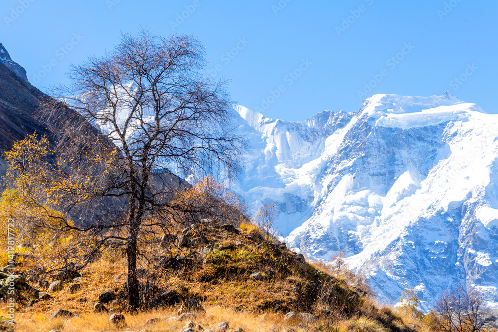 Autumn tree with yellow leaves on the background on the background of a beautiful panorama of high rocky mountains with snow-capped peaks, mighty glaciers Autumn tree with yellow leaves on the background on the background of a beautiful panorama of high rocky mountains with snow-capped peaks, mighty glaciers