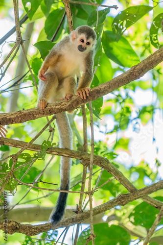 Squirrel monkey, Saimiri oerstedii, sitting on the tree trunk with green leaves, Corcovado NP, Costa Rica. Monkey in the tropic forest vegetation. Wildlife scene from nature. Beautiful cute animal. © vaclav