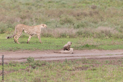 Cheetah Cubs in Tanzania © Dennis Donohue