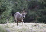 Old roe deer, capreolus capreolus, buck in spring with new antlers. Wild animal with trees background. Roe buck in spring.
