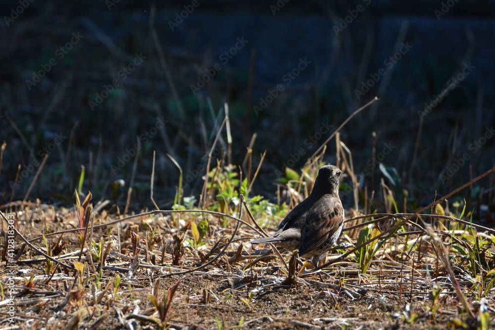 Obraz premium 草原にいるツグミ