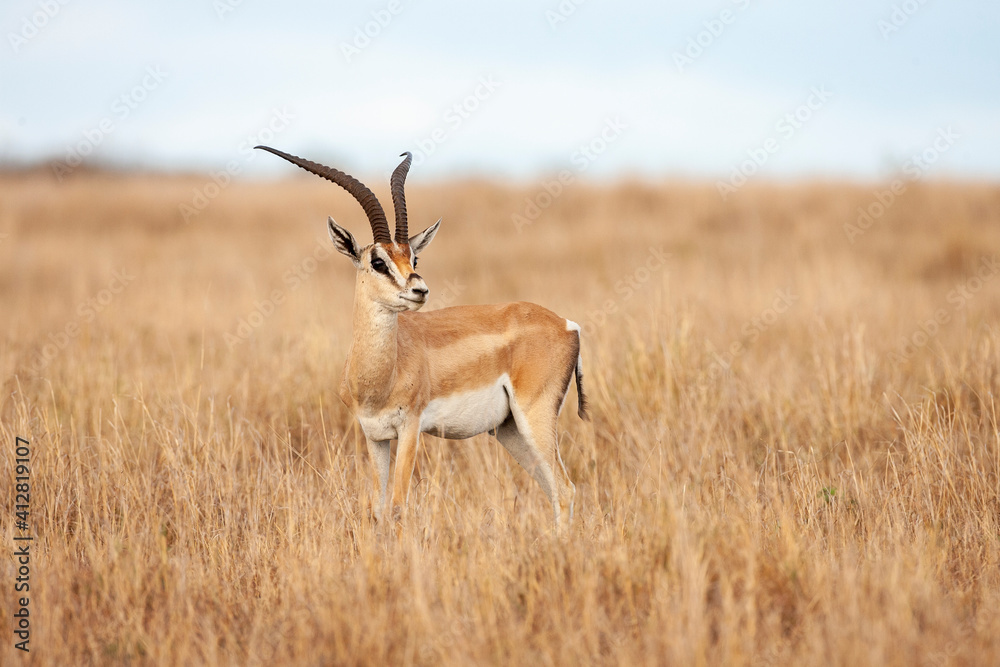 Grant's Gazelle in Kenya Africa Grant's Gazelle in Kenya Africa
