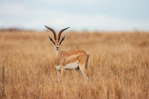 Grant's Gazelle in Kenya Africa © Dennis Donohue