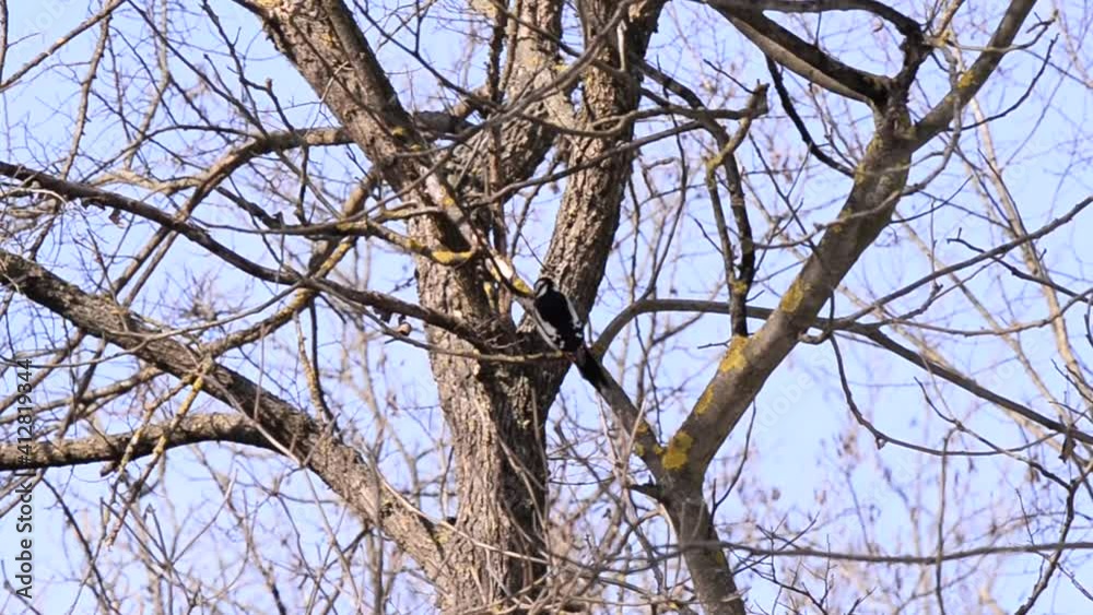 a woodpecker looking for food on the trunk of a tree in the forest a woodpecker looking for food on the trunk of a tree in the forest