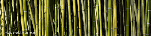 Fototapeta Naklejka Na Ścianę i Meble -  View of bamboo forest pattern