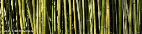 Obraz  z motywem View of bamboo forest pattern