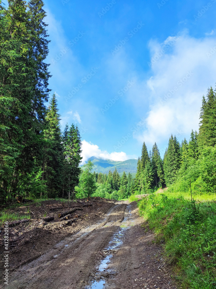 Fototapeta premium road in the forest