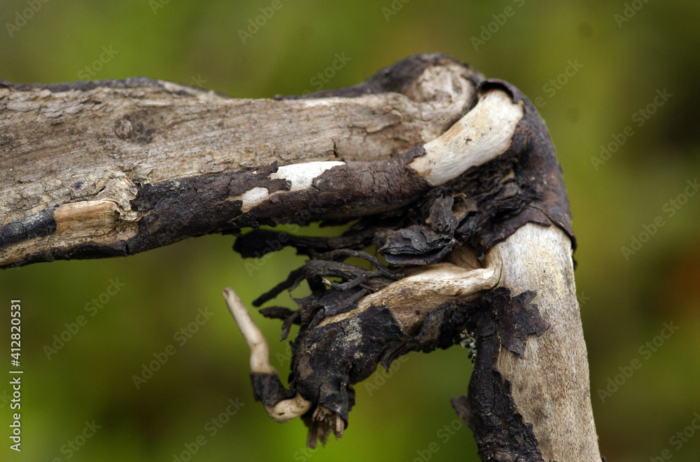 A close up shot of a unique structured branch of a tree in front of a blurry green background. A close up shot of a unique structured branch of a tree in front of a blurry green background.
