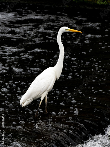 Great Egret fishing in Katase River 4