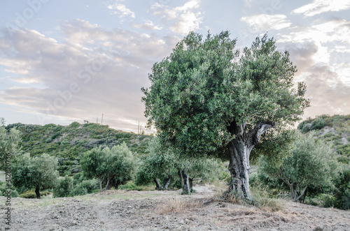 Olive trees on a hill above Pefkochori, Greece 