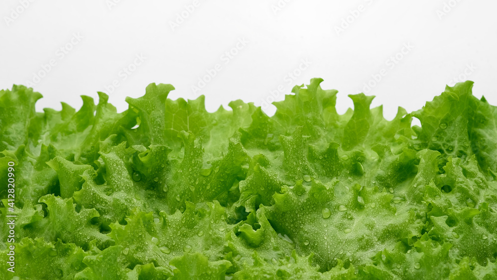 lettuce leaf isolated on white background. Fresh green salad lettuce. Healthy food concept lettuce leaf isolated on white background. Fresh green salad lettuce. Healthy food concept