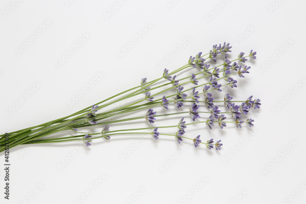 Naklejka premium lavender flowers on white background