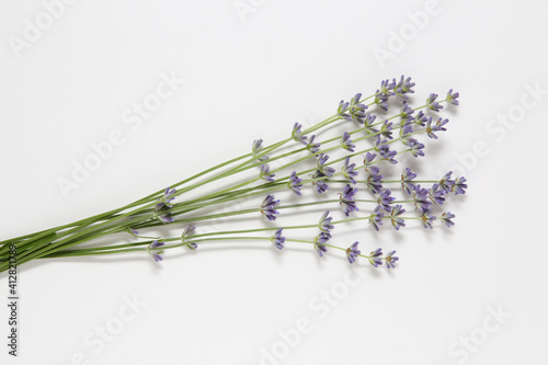 lavender flowers on white background