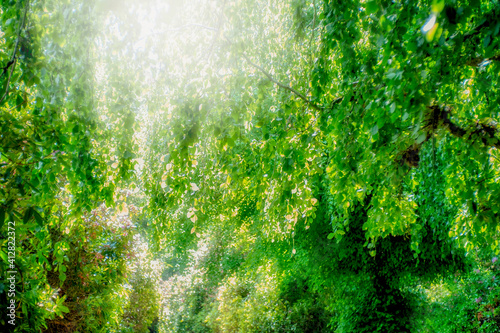 Sunlight sparking through gorgeous, dreamy green cascading light and airy leaves. Beautiful backdrop.