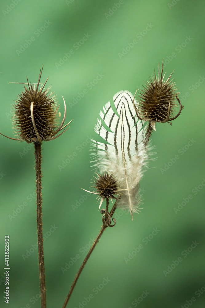 Feather caught in a dry plant