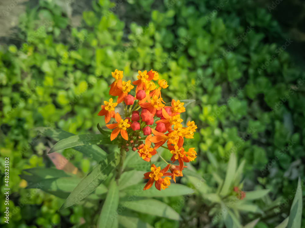 beautiful tiny red yellow butterfly weed flower in a garden in a winter morning beautiful tiny red yellow butterfly weed flower in a garden in a winter morning