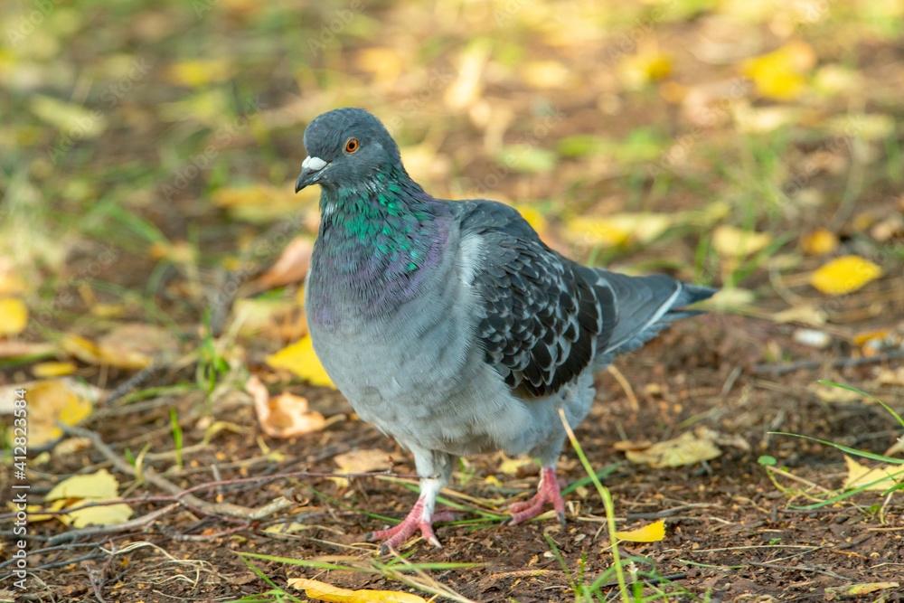 dove on the grass dove on the grass