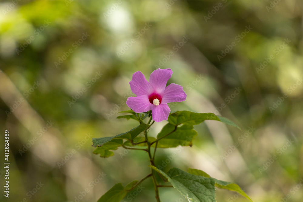 Disparo de enfoque selectivo de una flor violeta en la vegetación Disparo de enfoque selectivo de una flor violeta en la vegetación