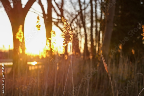 Soft focus and blur green leaf and tree in nature in morning and sunrise, hot light flare, heat up, Start exercise, Life, Save World. High quality photo