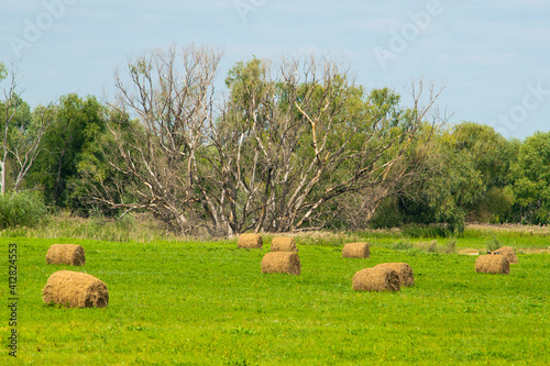 a field