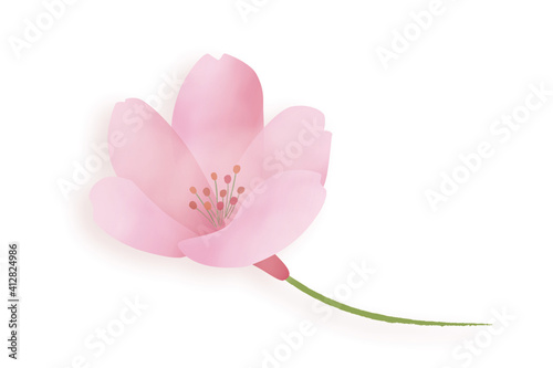 桜の花一輪のイラスト