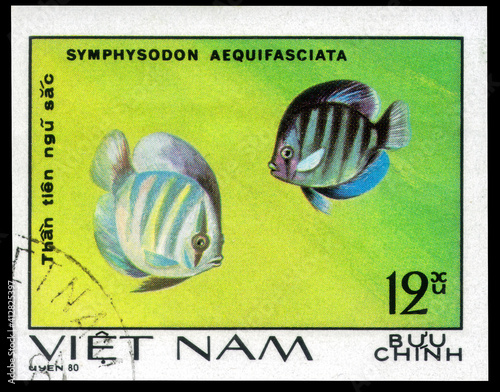 Postage stamp issued in the Vietnam with the image of the Blue Discus, Symphysodon aequifasciata. From the series on Fish, Ornamental, circa 1981 photo