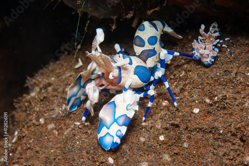 Harlequin shrimp couple (Hymenocera picta) near Tulamben, Bali, Indonesia
